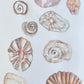 Shells Studies II - drawing