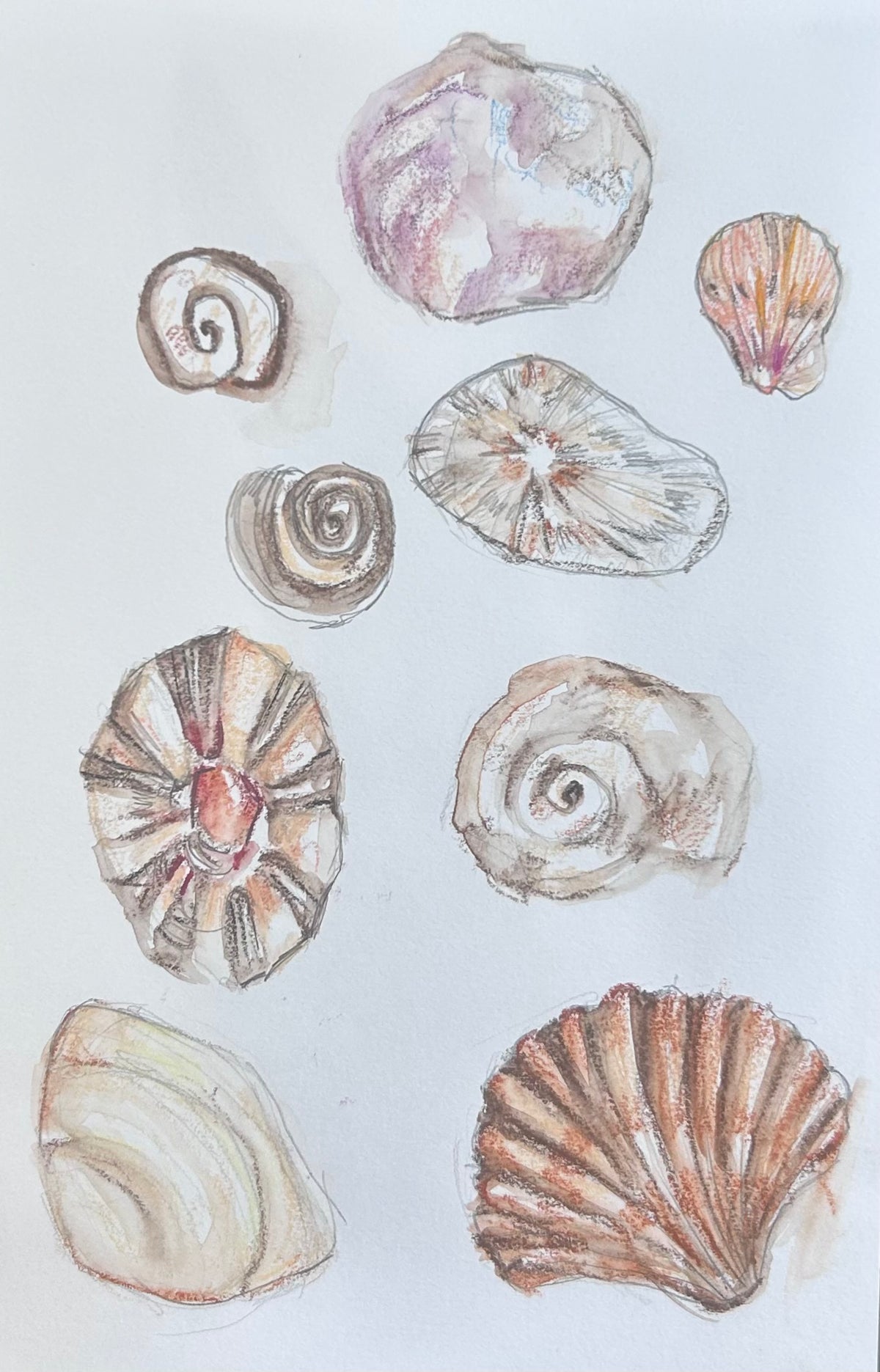 Shells Studies II - drawing