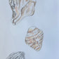 Shells Studies I - drawing