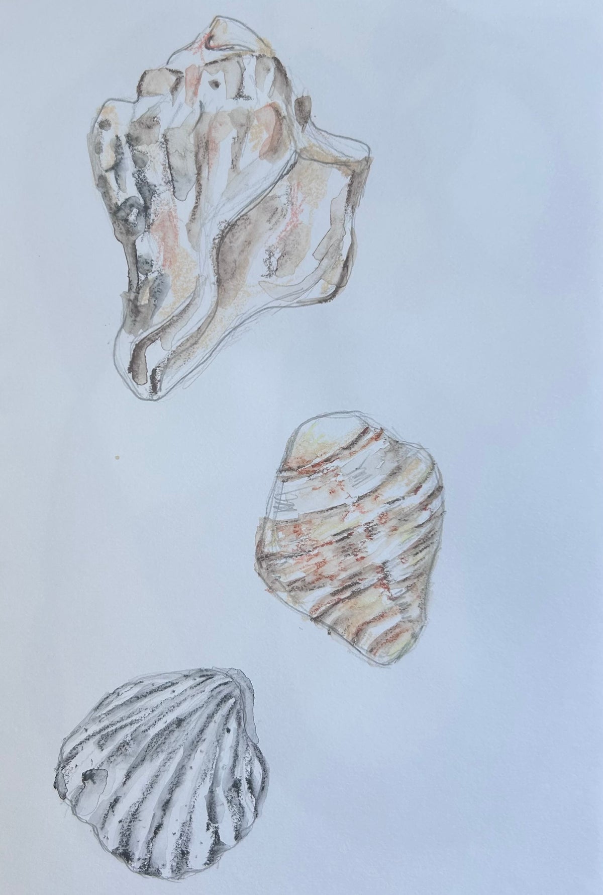 Shells Studies I - drawing