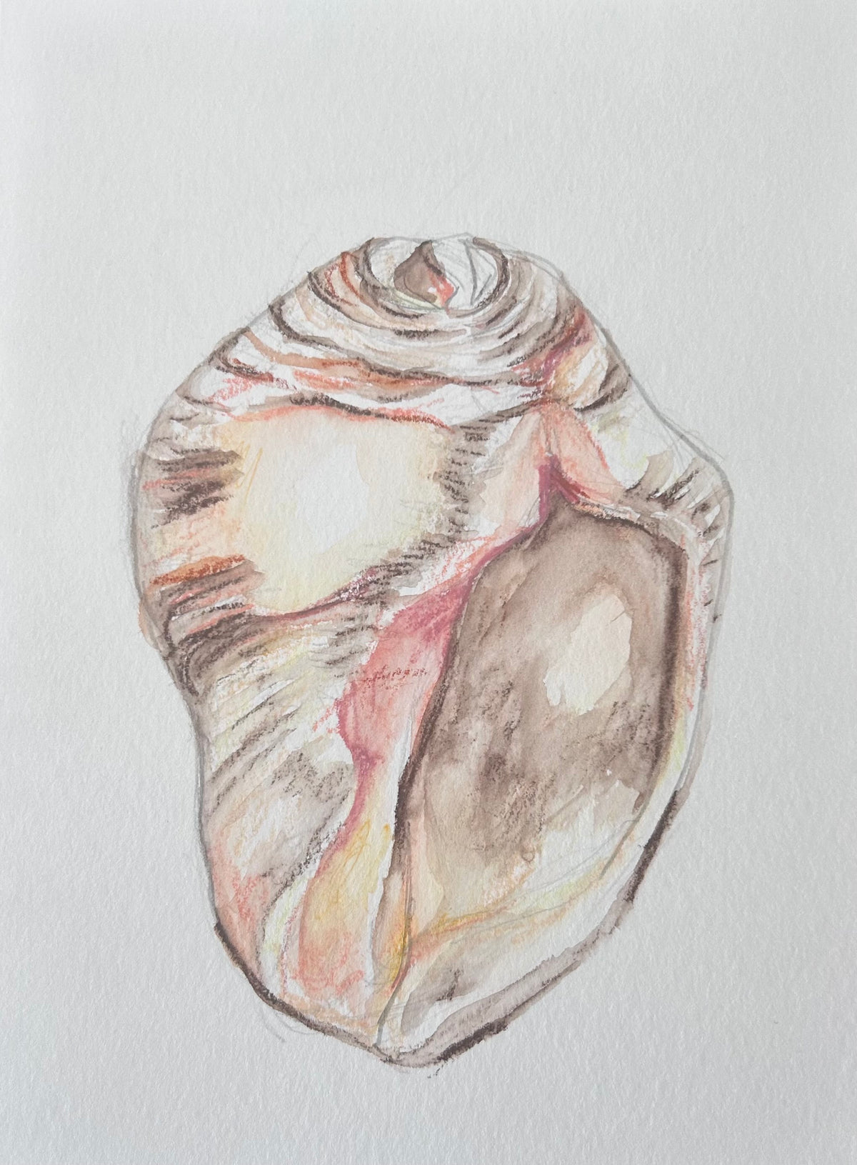 Wild Shell - original drawing