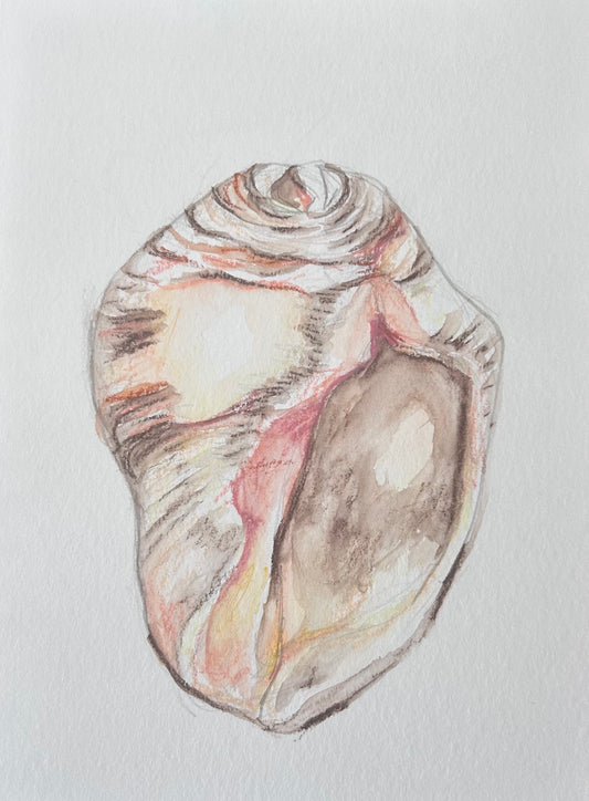 Wild Shell - original drawing